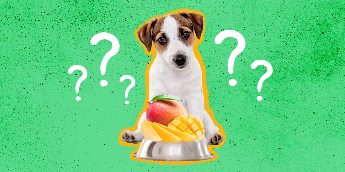 Can i feed my dog mango best sale