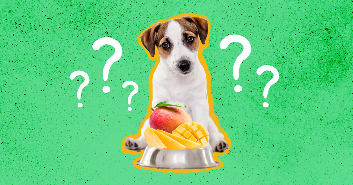 Can dog eat store mango