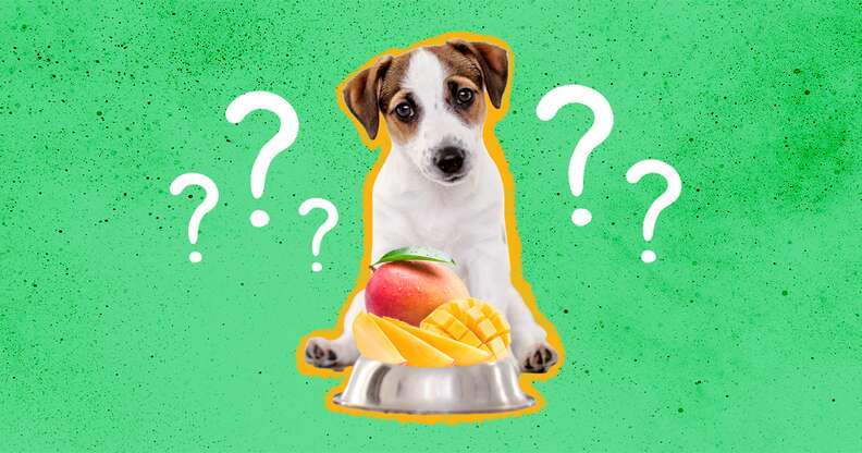 are mangoes safe for pet dogs or cats