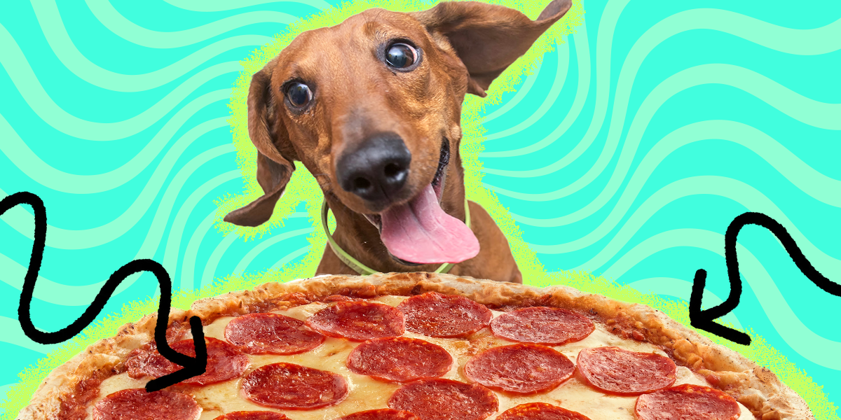 Can Dogs Eat Pepperoni? And Is It Safe? DodoWell The Dodo