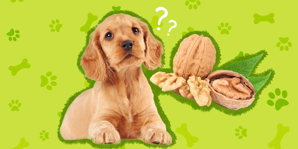 Dogs 2024 eat walnuts