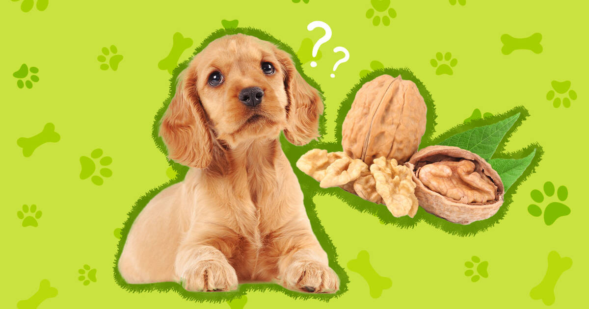 why are walnuts bad for dogs