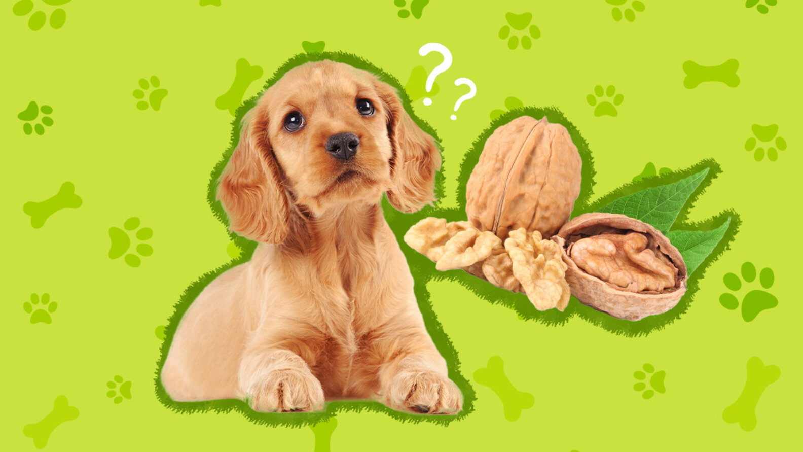 Can Dogs Eat Walnuts? Or Are They Toxic? DodoWell The Dodo