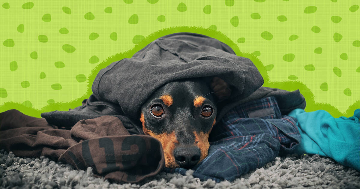 Here's Why Your Dog Digs In Her Bed Before Lying Down - DodoWell - The Dodo