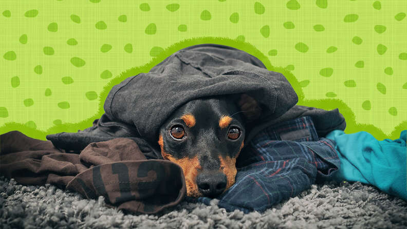 Why Does My Dog Lie On My Clothes A Pet Behavior Expert Weighs In 