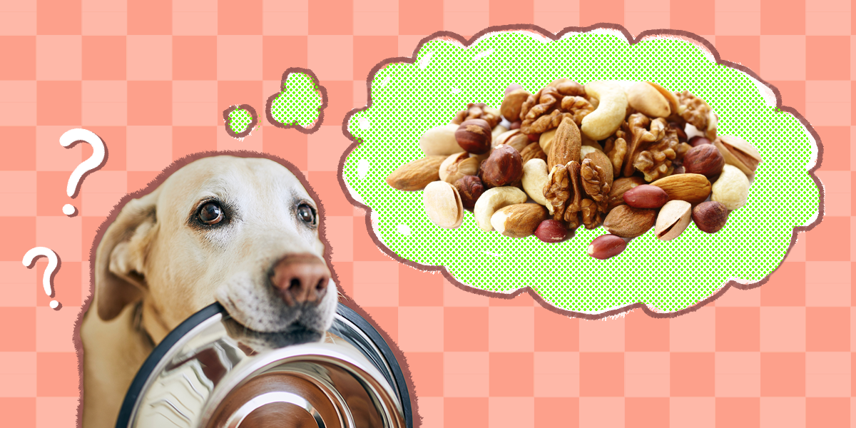 are cashew nuts bad for dogs