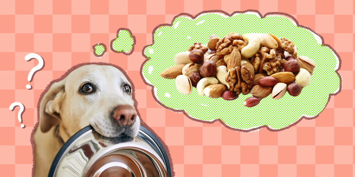 Can my dog eat nuts online