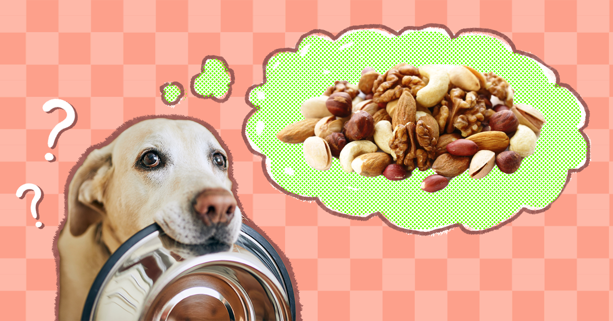 which nuts are toxic to dogs