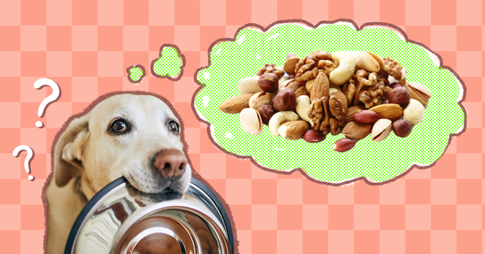 Can Dogs Eat Nuts? And Which Nuts Are Toxic? DodoWell The Dodo