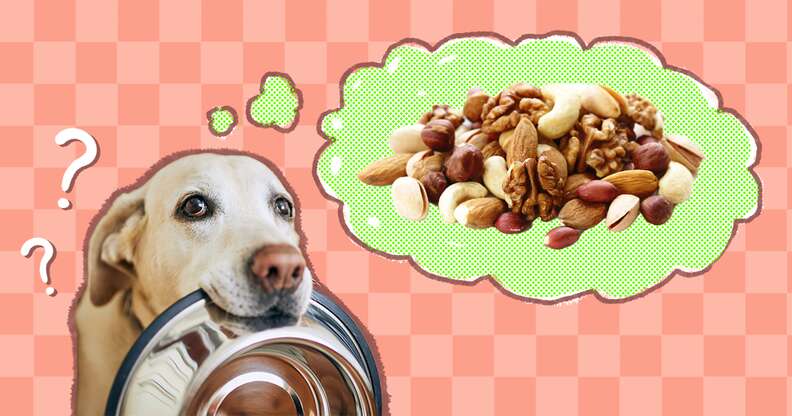 can you give dogs nuts