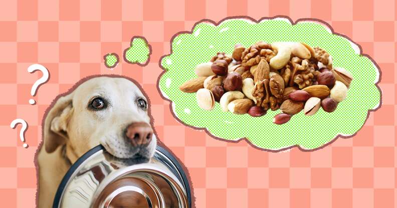 are cashews ok for dogs to eat