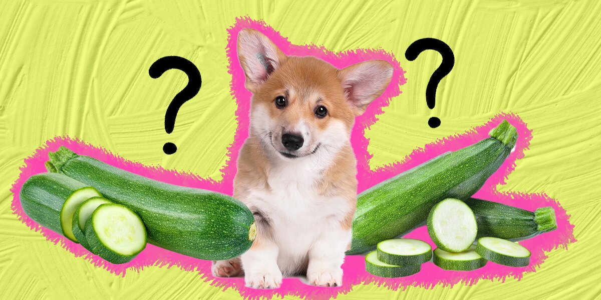 Zucchini ok for 2024 dogs