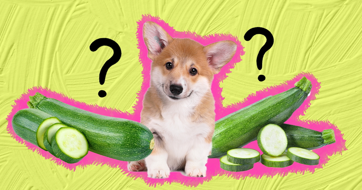 can dogs eat steamed zucchini