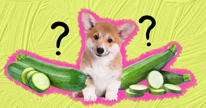 are zucchini safe for dogs