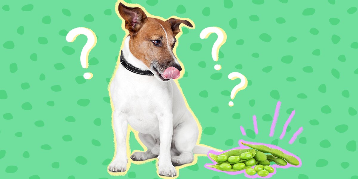 Is edamame store safe for dogs