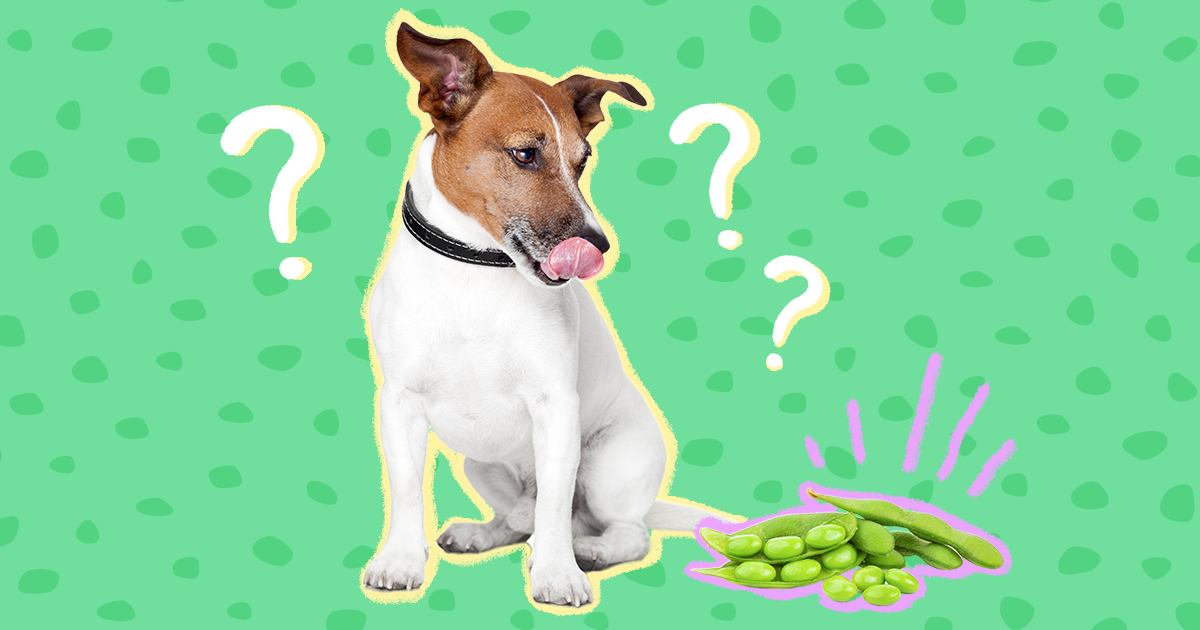 can dogs eat edamame pods