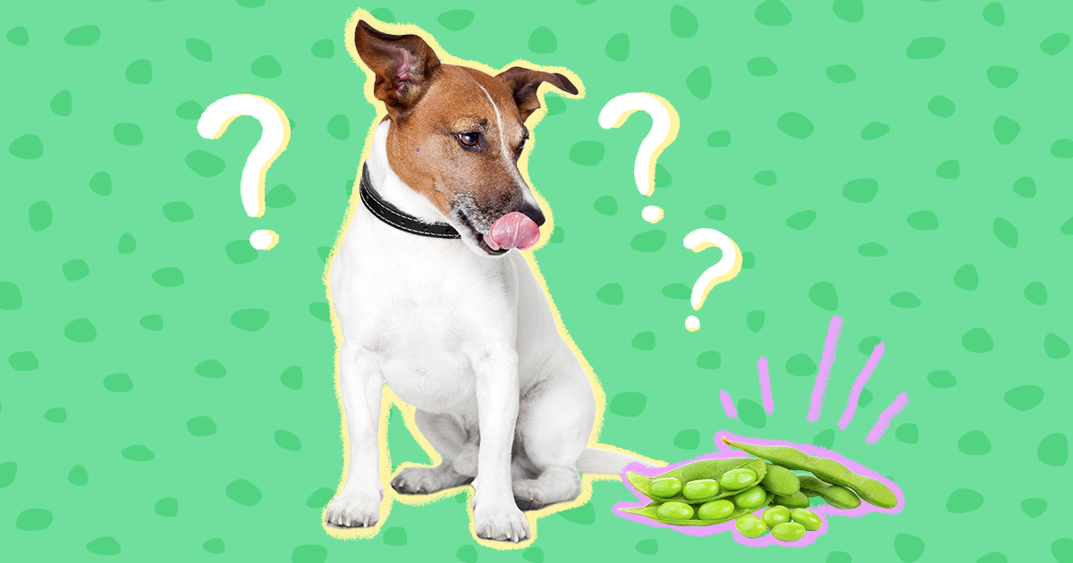 Can dogs have store edamame