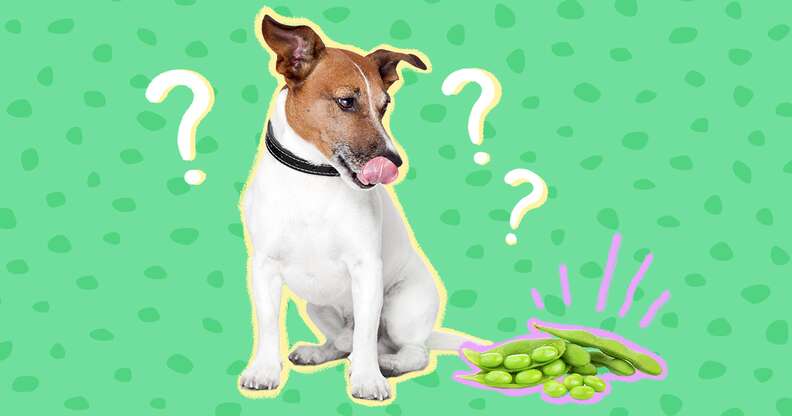 are edamame pods safe for dogs