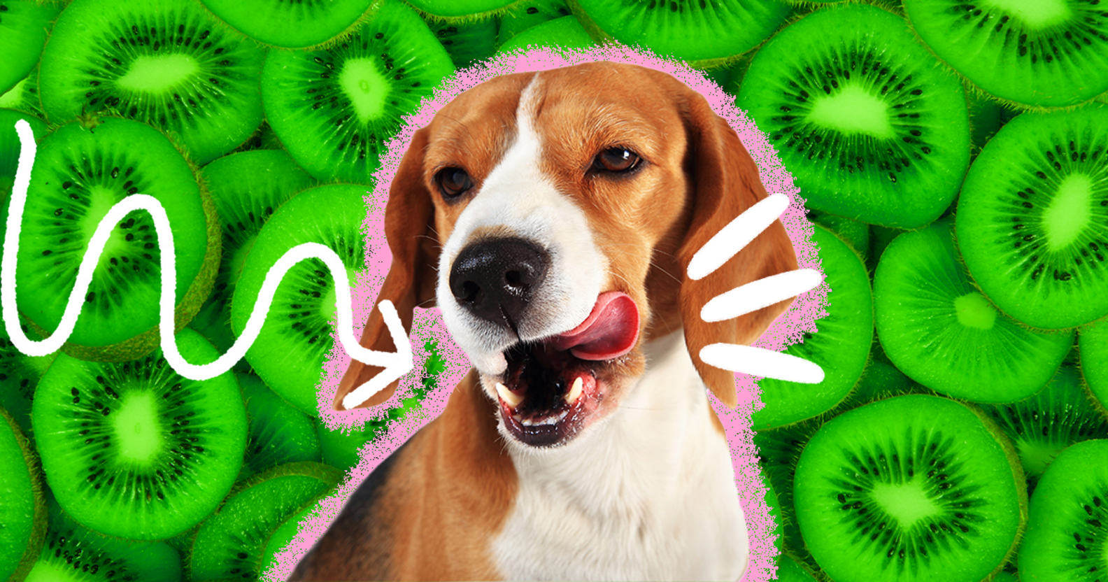 Can Dogs Eat Kiwi? And How Much Is Safe? DodoWell The Dodo