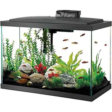 Best starter: Aqueon Aquarium Fish Tank Starter Kit with LED Lighting