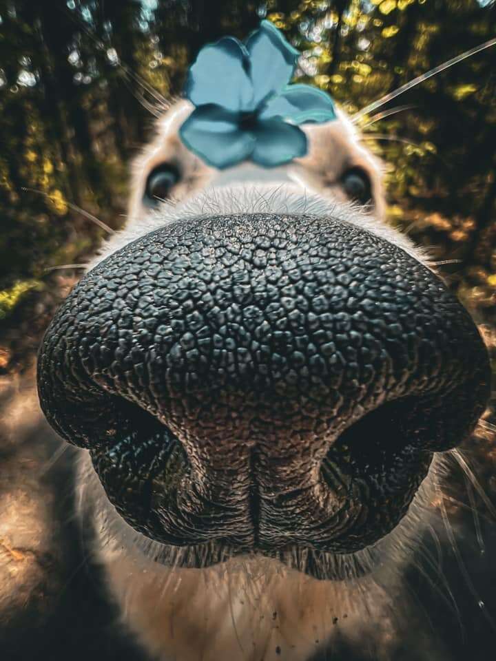Dog poses for the camera with flower on head