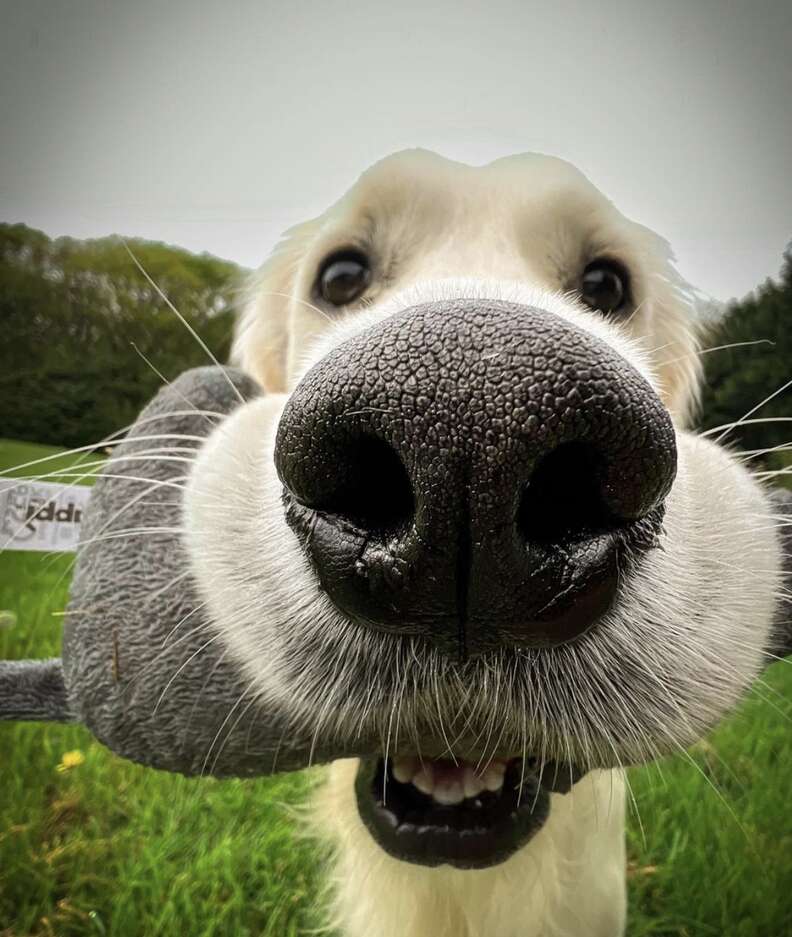 Dog poses for camera with bone in mouth