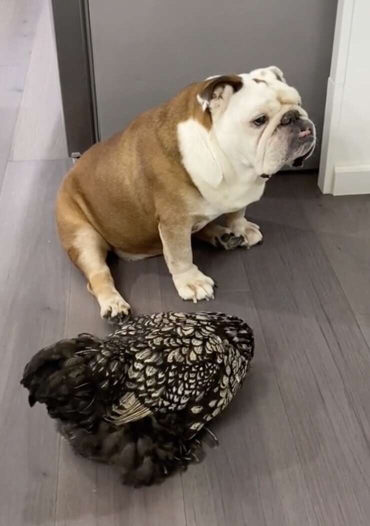 Dog and chicken sit together