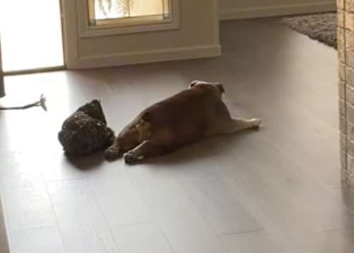 Dog and chicken lie together on the floor