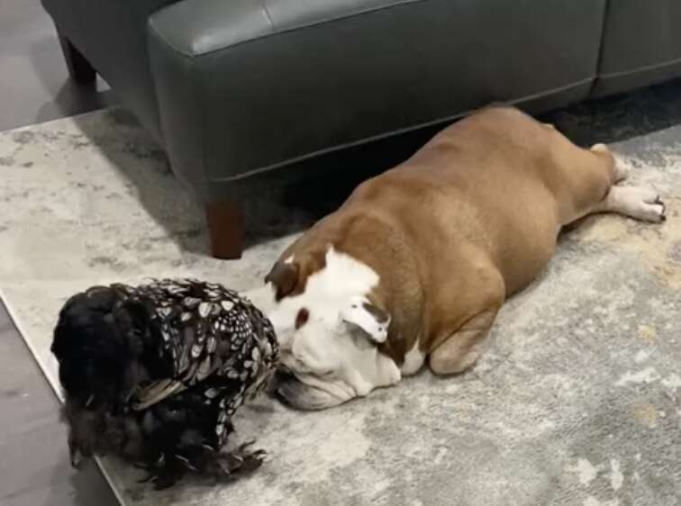 Chicken touches dog's nose