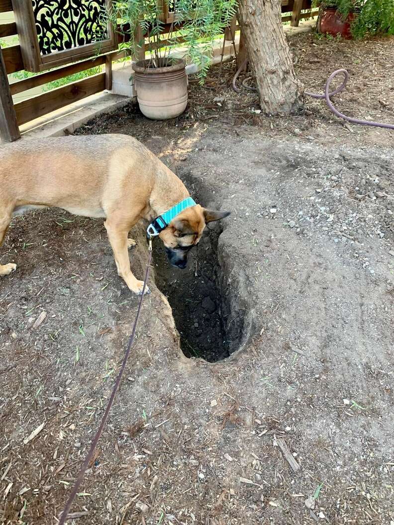 Dog refuses to leave friend's grave