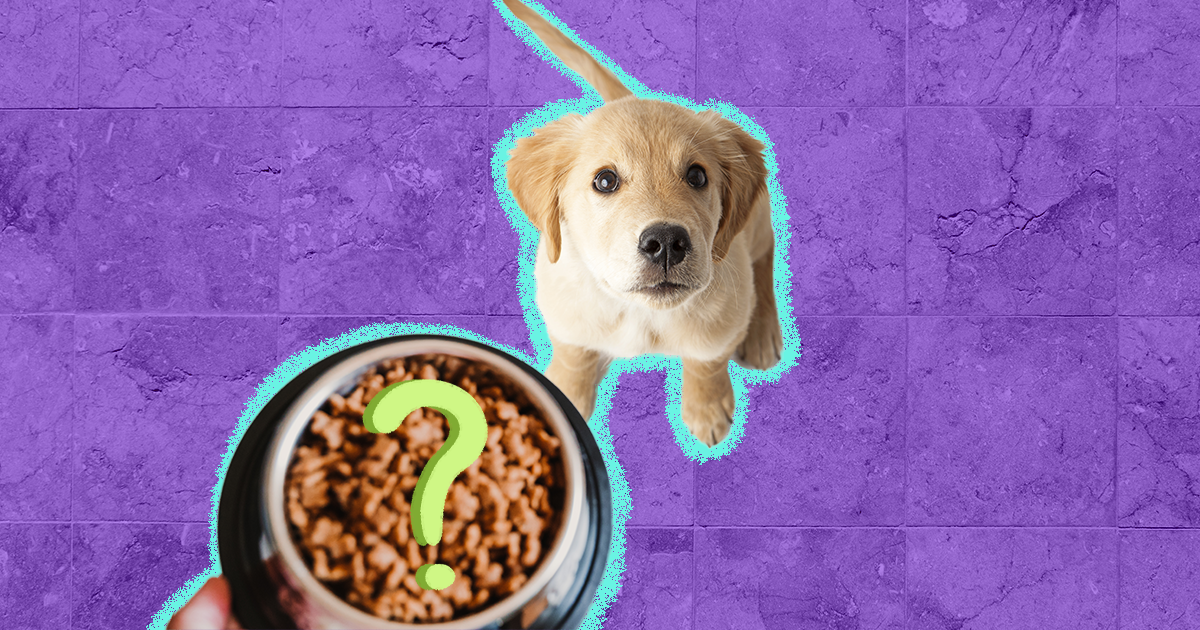 Best dog food according to vets sale