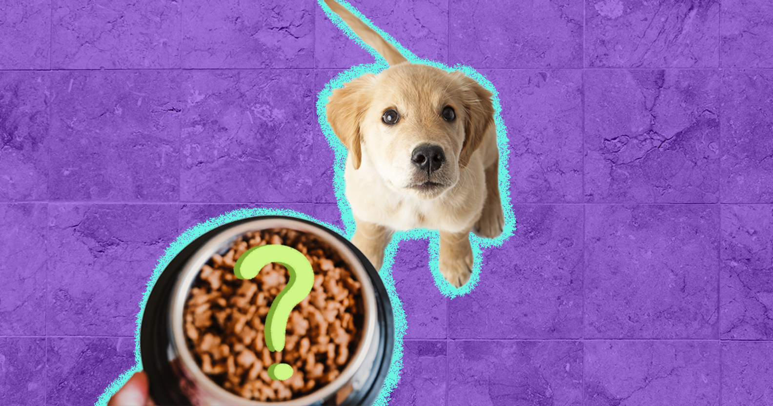 Best Dog Food, According To Veterinarians DodoWell The Dodo