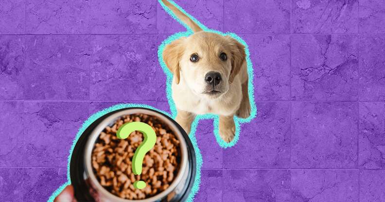 whats the best puppy food on the market