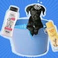 puppy taking a bath with shampoo