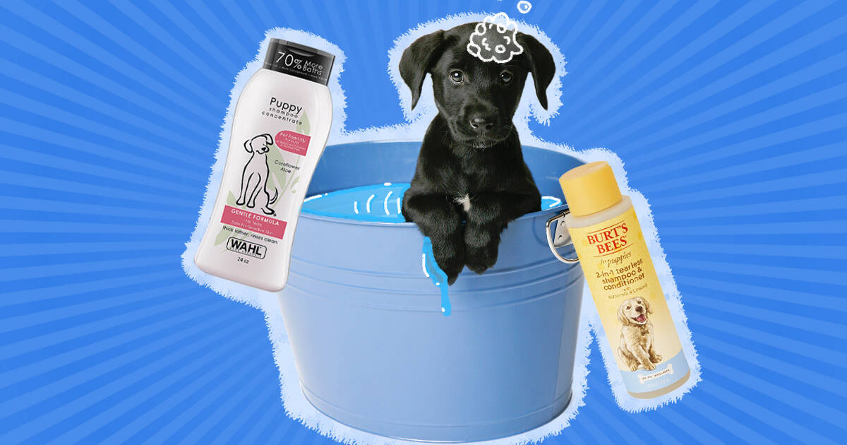 Dog shampoos to avoid best sale