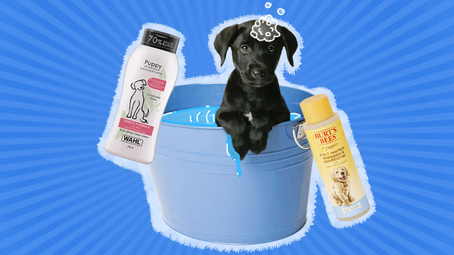 Best Puppy Shampoo: The Top 5 Vet-Recommended Options - DodoWell - The Dodo