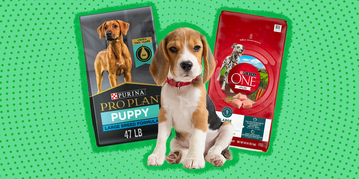 Best big top breed puppy food