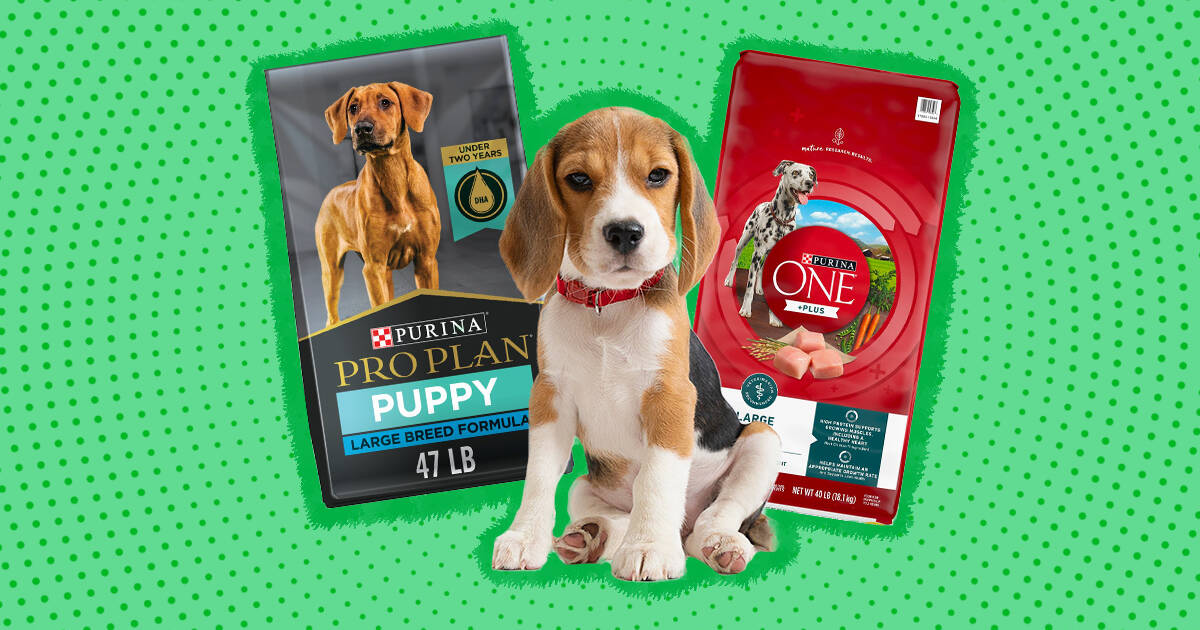 The best large outlet breed puppy food