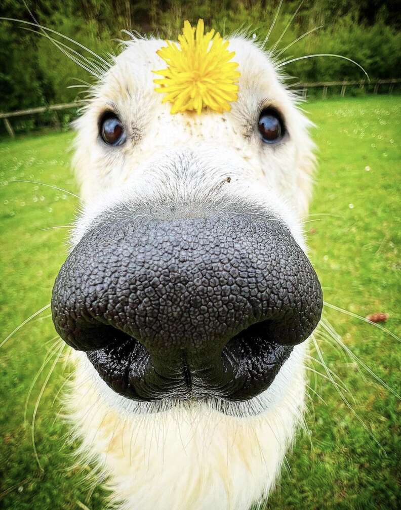 Dog poses with flower on nose