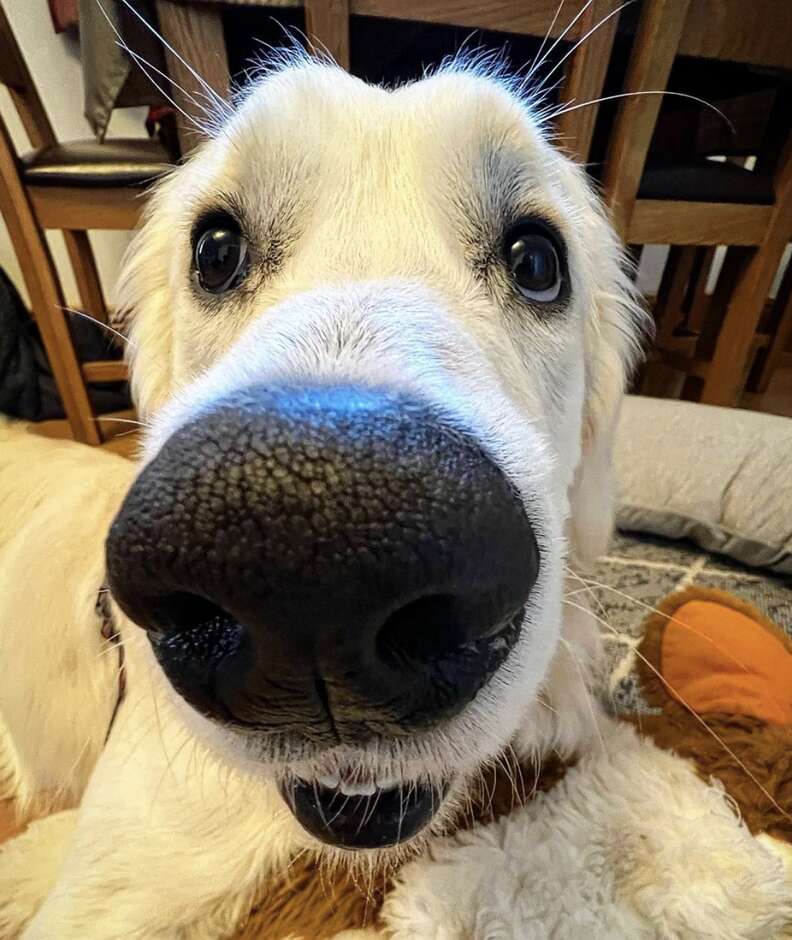 Dogs store booping noses