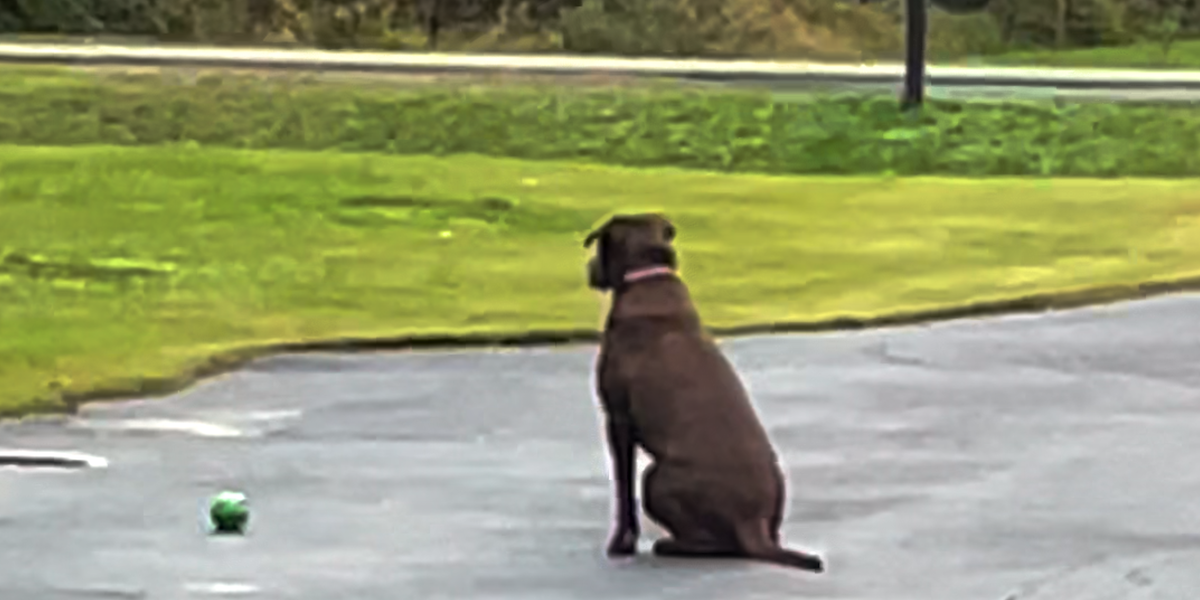 Rescue Dog Waits In The Driveway Every Day For Her Dad To Come Home ...