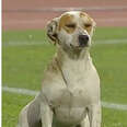 Dog Interrupts Soccer Game And Forces Everyone To Watch Him Pee