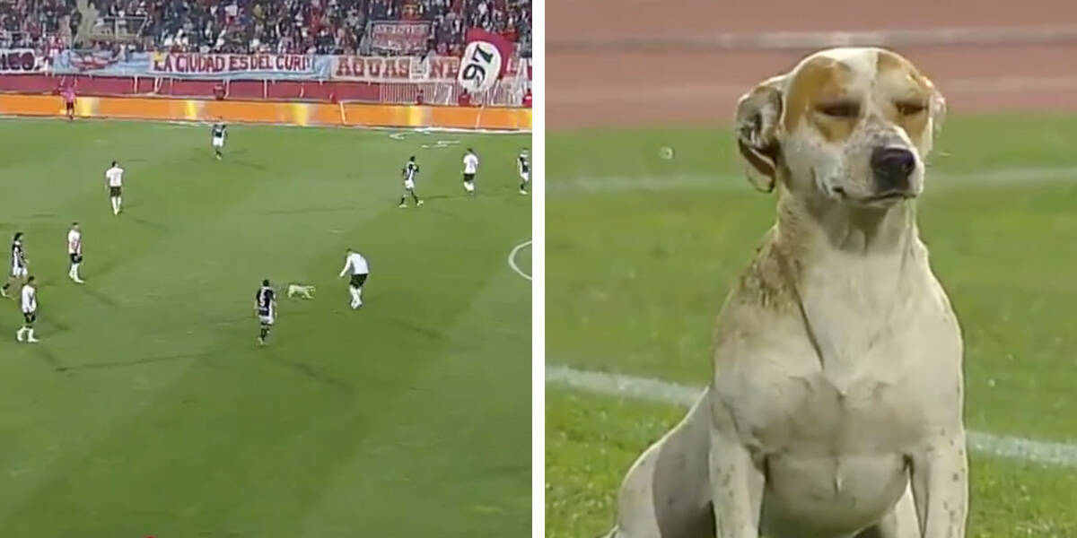 Dog Interrupts Soccer Game And Forces Everyone To Watch Him Pee - The Dodo