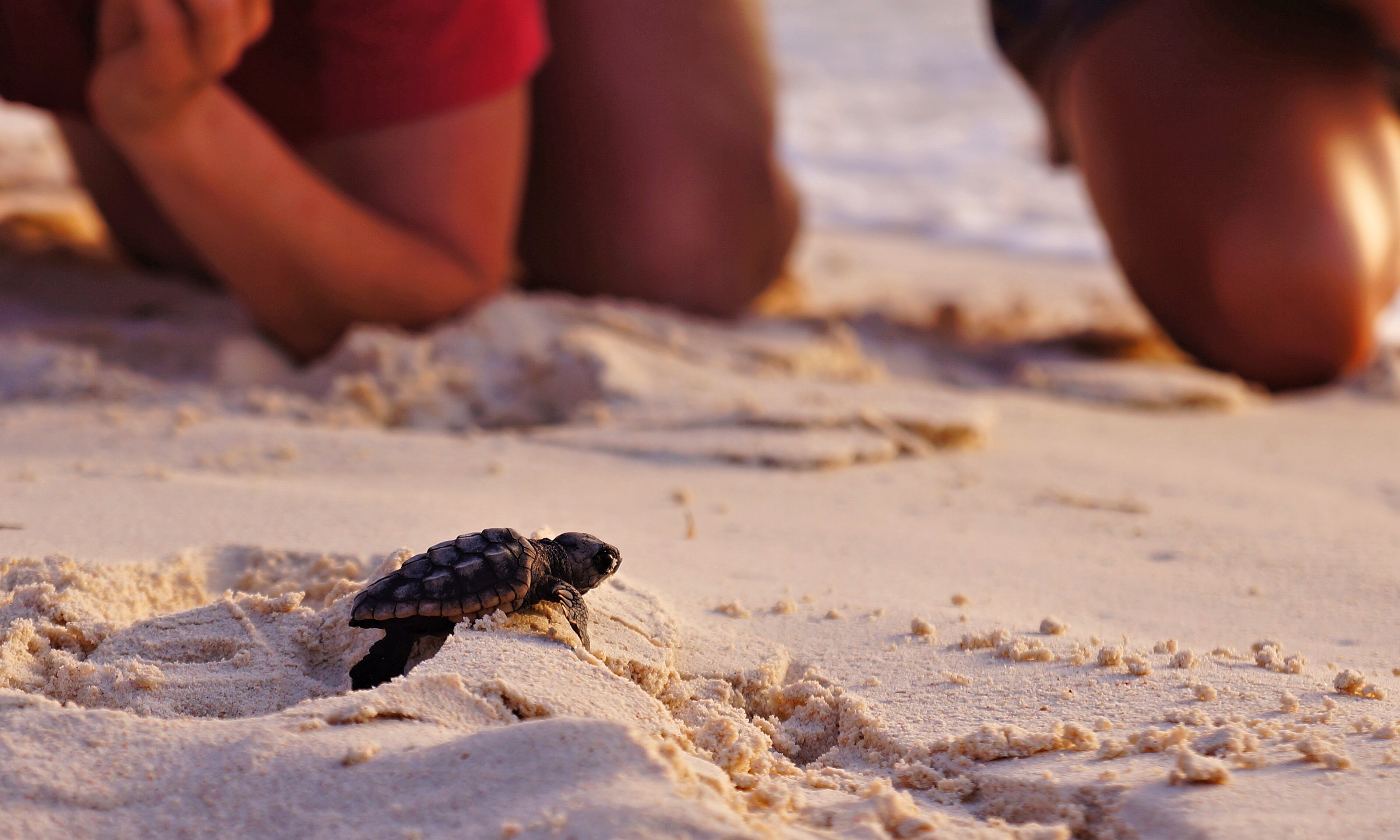 Want to Spot Sea Turtle Nesting Season in Action? Here’s How to Do It Safely