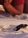 Want to Spot Sea Turtle Nesting Season in Action? Here’s How to Do It Safely