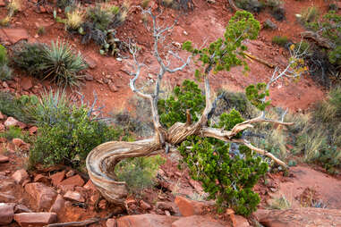 twisted juniper tree