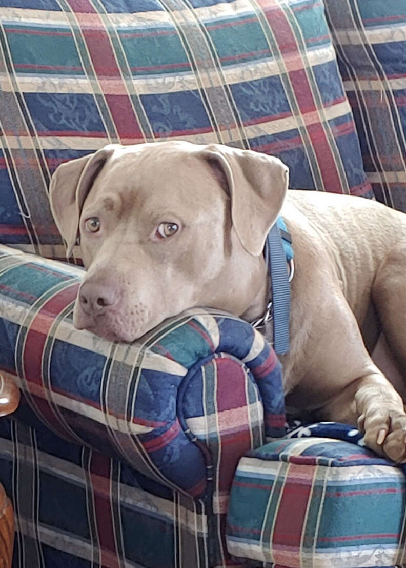 Dog looks at the camera from the couch