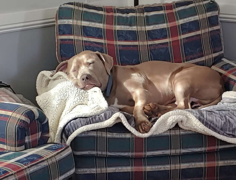 Dog sleeps on the couch