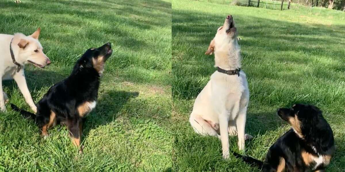 Rescue Dog Interrupts Sister's Howling In Cute Way - The Dodo