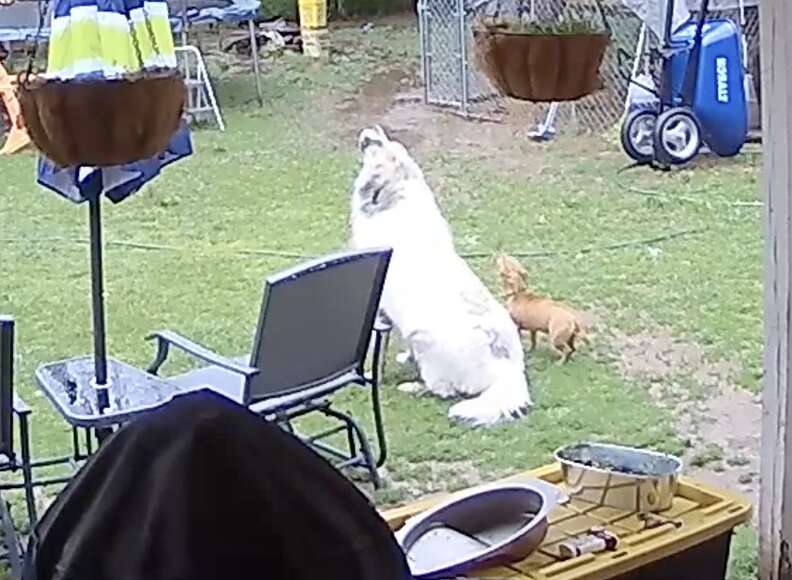 Two dogs howl together in the backyard